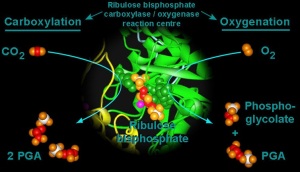 UNDERSTANDING CELLULAR RESPIRATION AND PHOTORESPIRATION Rubisco-reactions
